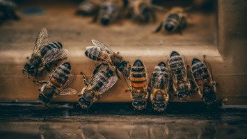 Conseils pour bien démarrer dans l’apiculture